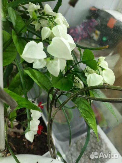 Клеродендрум томпсона