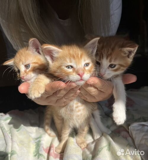 Рыженькие котята