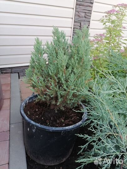 Можжевельник китайский стрикта