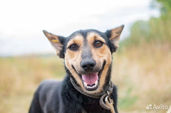 Небольшая собака из приюта в добрые руки бесплатно