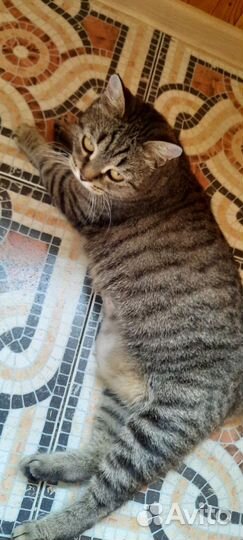 Кошка в хорошие руки