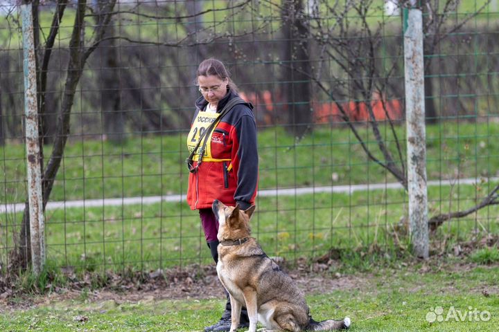 Дрессировка собак. Инструктор-дрессировщик