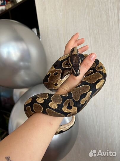 Королевская змея