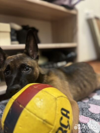 Щенок овчарка Малинуа