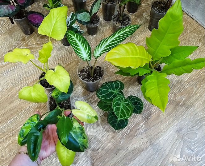 Калатеи, алоказии, филодендроны