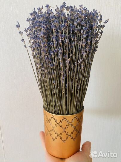 Лаванда в кашпо