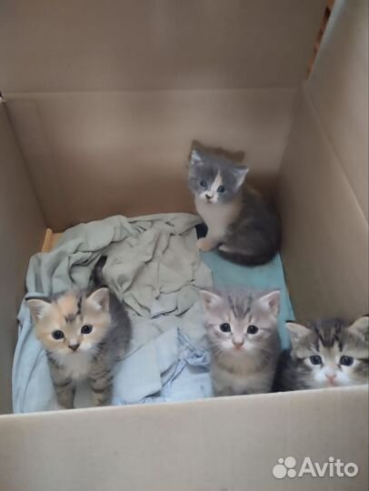 Кошки бесплатно