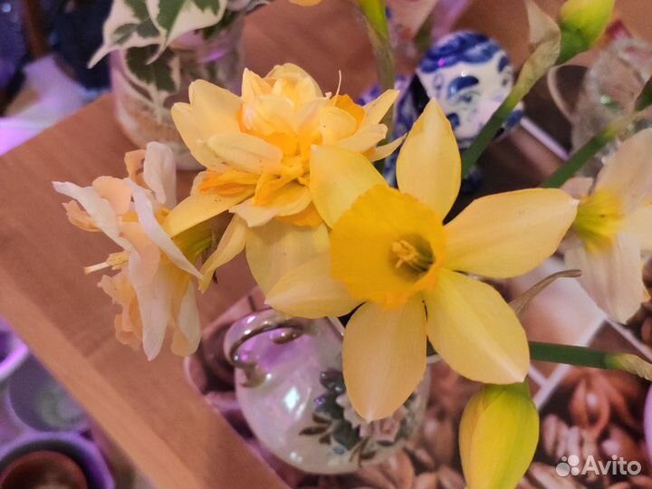 Луковицы нарциссов