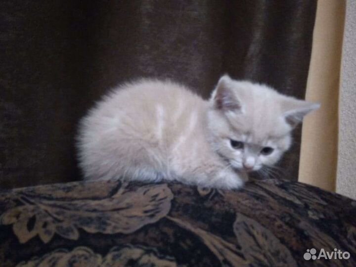 Британские котята