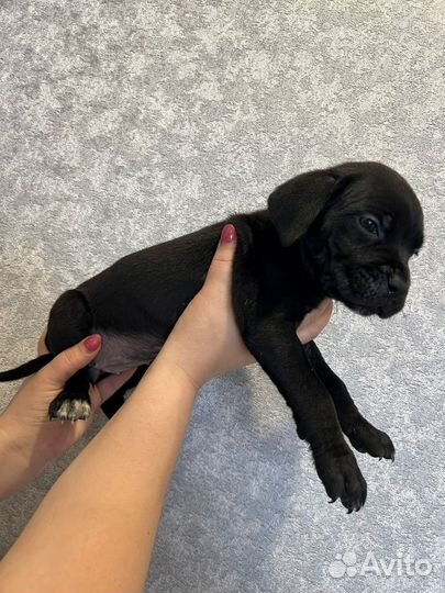 Предлагаются щенки Итальянского Кане Корсо