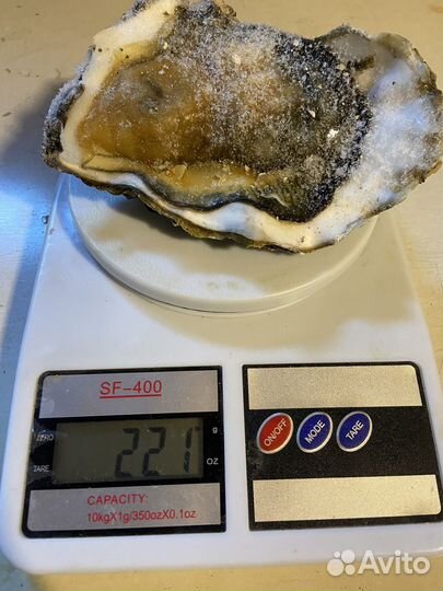 Устрица хасанская