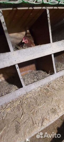 Яйцо домашнее