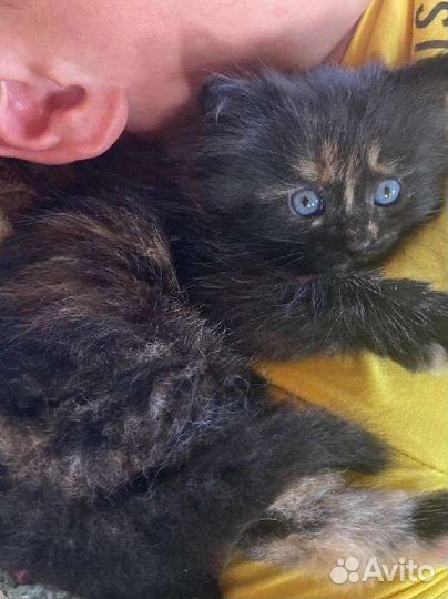 Кошка ласковая в добрые руки 1мес