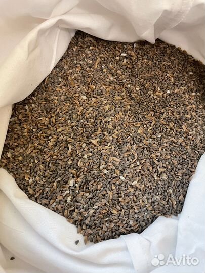 Семена голубой ели