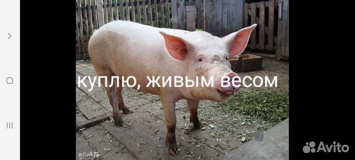 Поросенок ландрас, мангалица, дюрок, и т.д