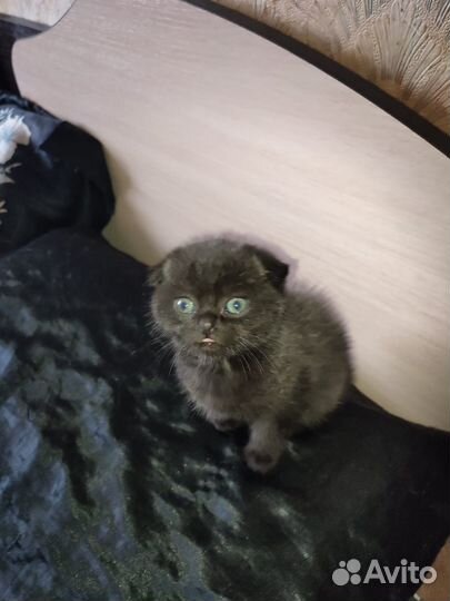 Продам шотландских котят