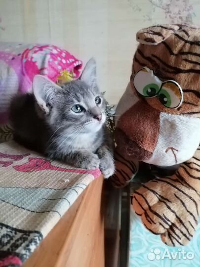 Кошки в добрые руки