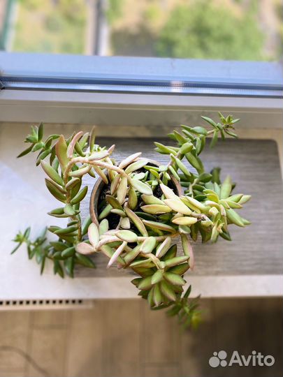 Седум моргана