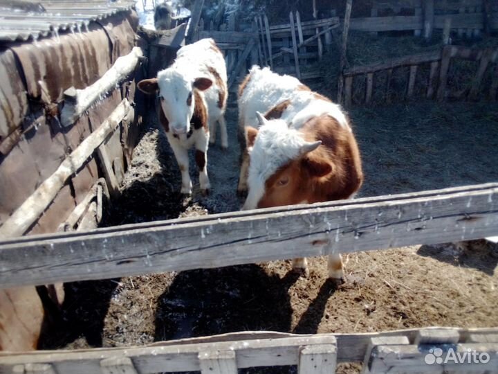 Быки и телки