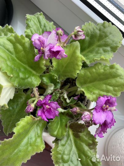 Фиалка сортавая ав-Кринолин