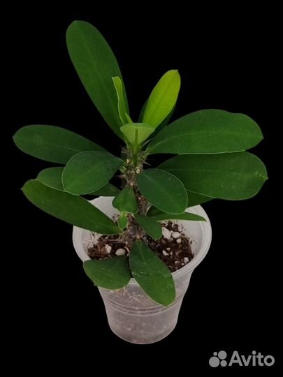 Эуфорбия миля