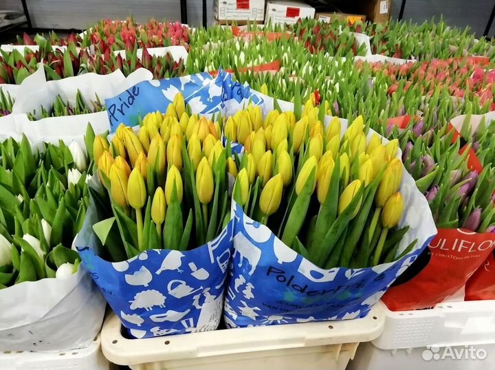 Тюльпаны опт