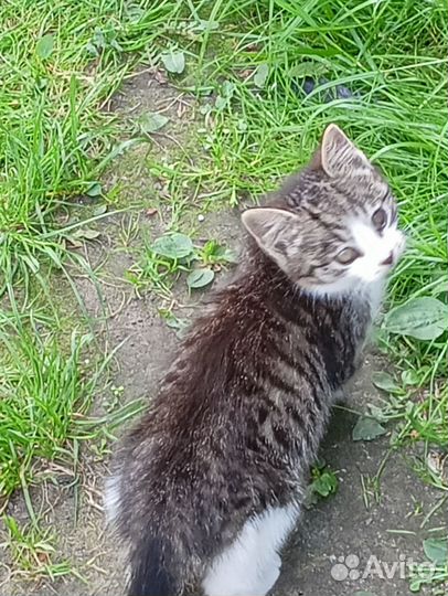 Котята в добрые руки даром