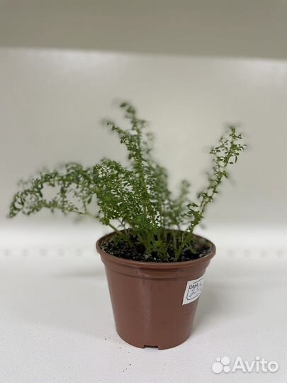 Пилея мелколистная