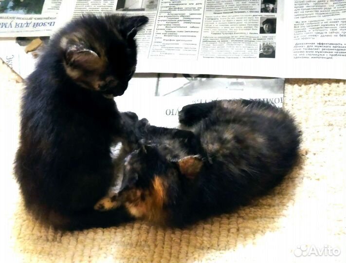 Отдам в добрые руки