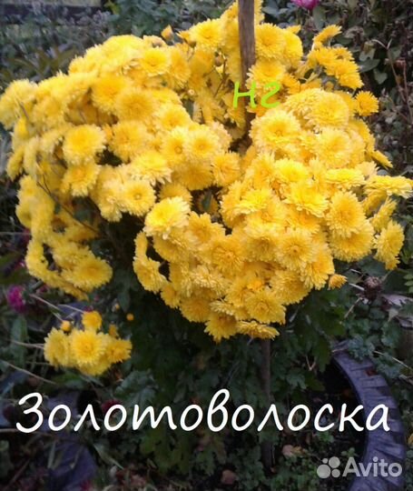 Хризантемы садовые сортовые