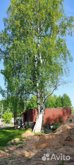 Спилить дерево