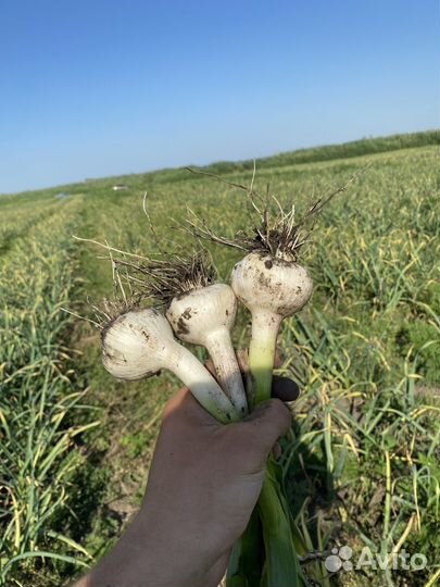 Чеснок молодой