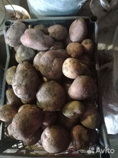 Картофель