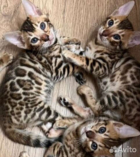 Бенгальские котята