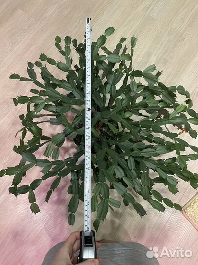 Декабрист шлюмбергера