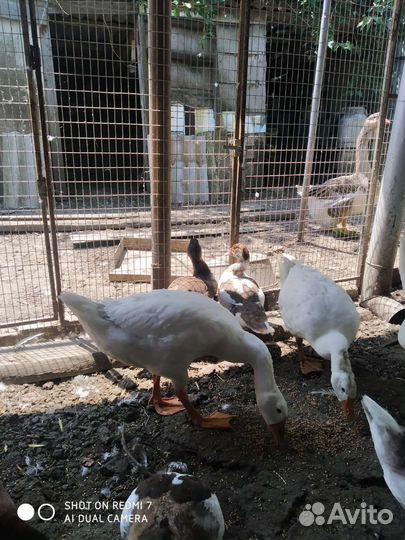 Гусята домашние