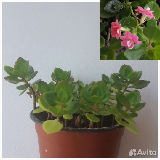 Каланхоэ (цветет розовыми соцветиями)