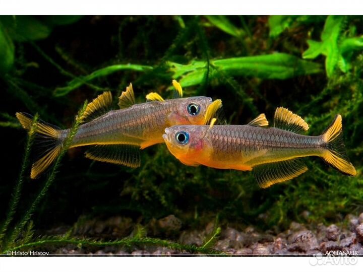 Радужница карликовая Попондетта Фурката