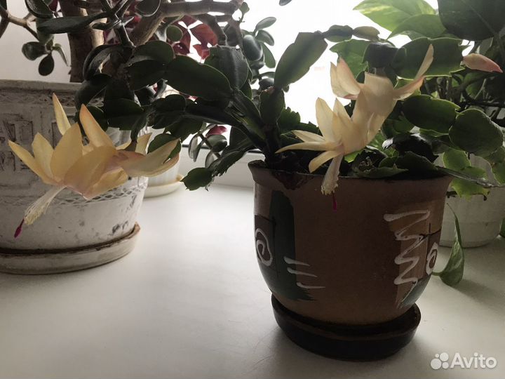 Декабрист с жёлтыми цветами в горшке