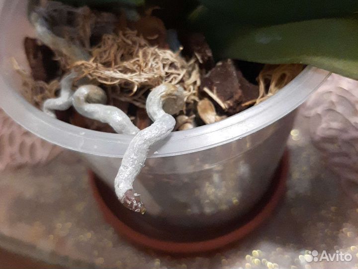 Phal. Baldan's Kaleidoscope бабочка