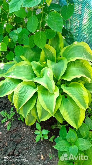 Хоста Атлантис и другие