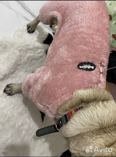 Одежда для собак