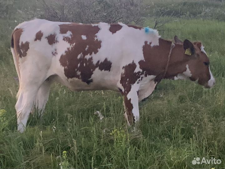 Айширская телка