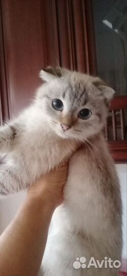 Шотландская