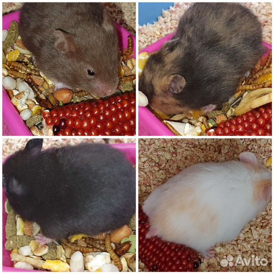 Сирийские хомячки разных окрасов, 3 недельки