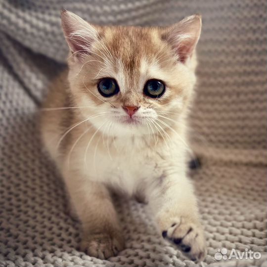 Лютик И люсик - двойное счастье