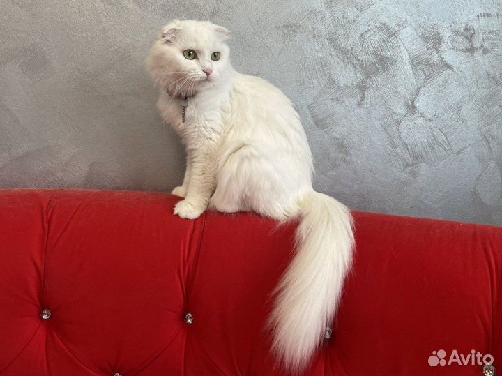 Вязка Шотландская вислоухая кошка белая