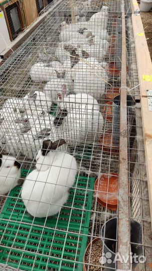 Кролики Калифорния