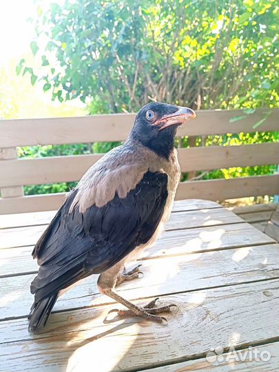 Птенец вороны