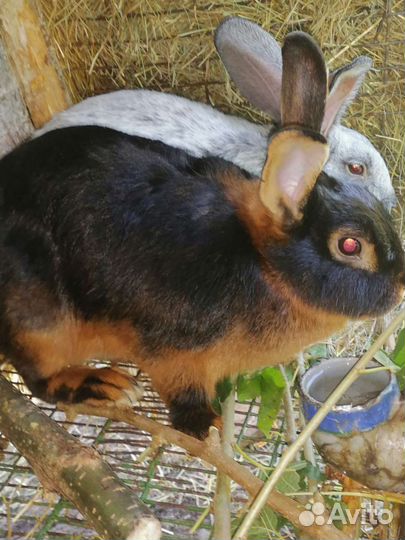 Кролики мясных пород